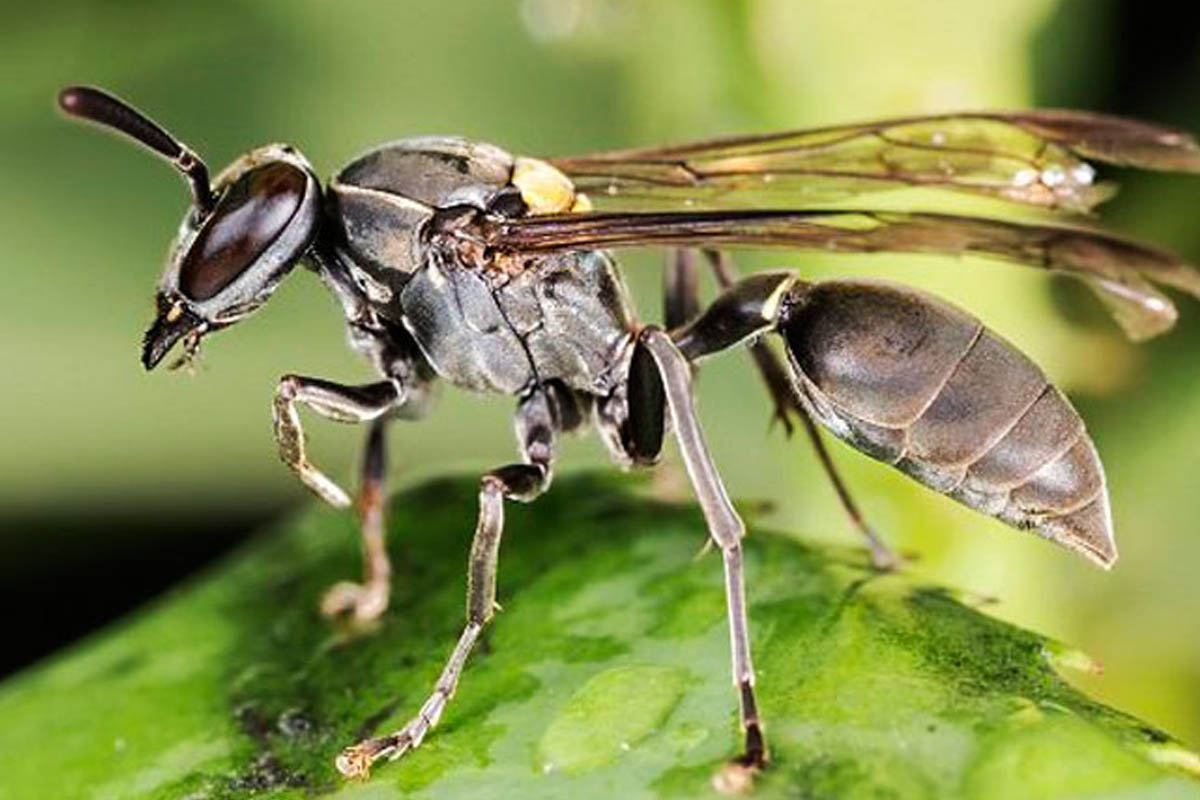 As Abelhas Constituem Exemplo De Himenópteros Sociais Cujas Fêmeas