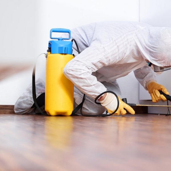 dedetização em São Paulo SP